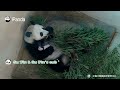 Best Of 2025: Pandas' Heartwarming Moments | iPanda