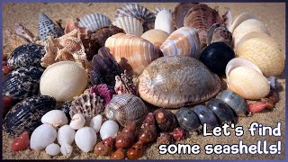 Sunrise Slow Shelling After Rough Weather | Saying Goodbye to 2024