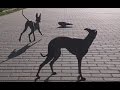 Crow plays with dogs (2 italian greyhounds) in park の動画、YouTube動画。