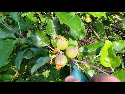 Видео: Мелроуз Apple Информация: Отглеждане на ябълки Мелроуз в пейзажа
