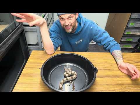 Helping a bitey baby boa put on it's thinking head:  this one is for my REAL School People