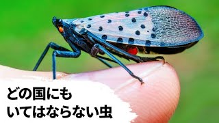 どんな国にも存在が許されない動物たち