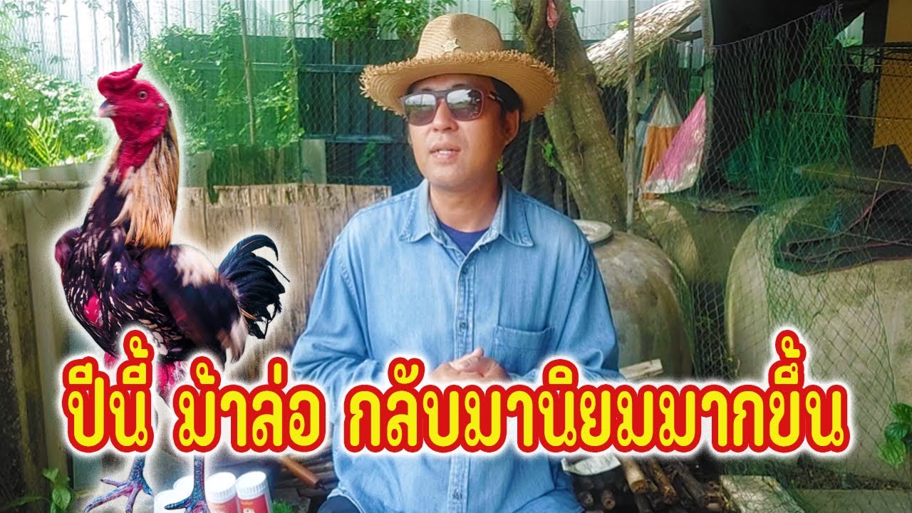 พม่าม้าล่อ กำลังกลับมาเป็นที่นิยมอีก