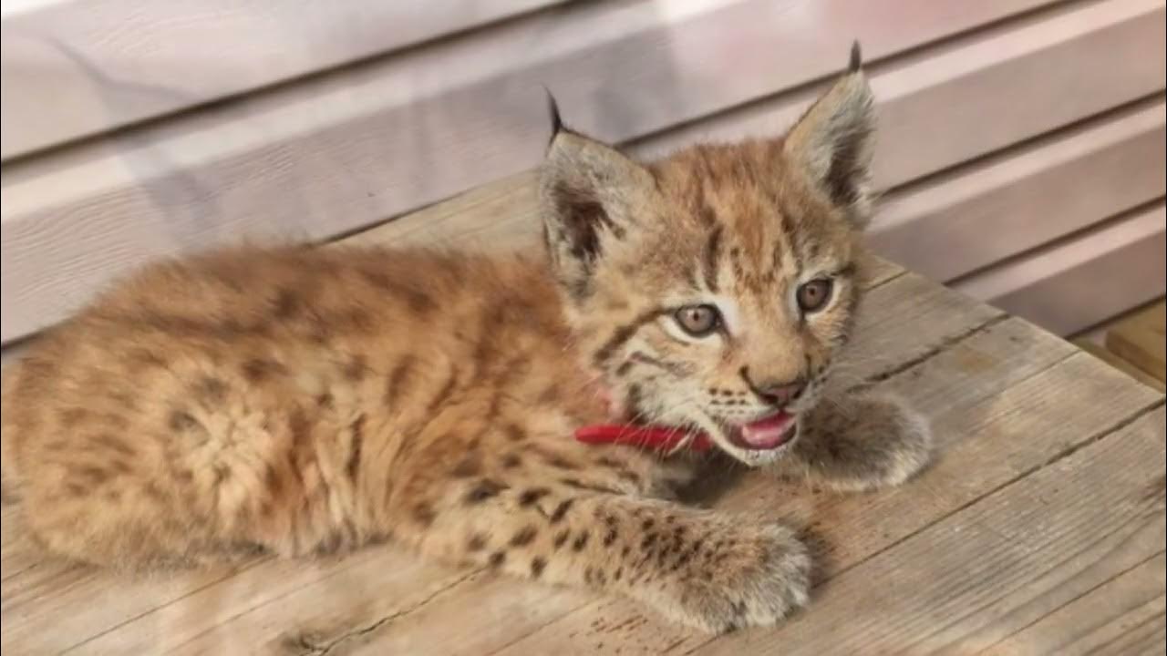 Котята рыси. Рысь обыкновенная с рысятами. Рысь домашняя маленькая. Обыкновенная рысь. Рыси.