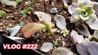 Growing Succulent from Leaves VS Cuttings | VLOG #222  Growing Succulents with LizK