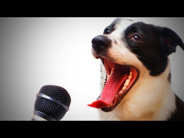 Best of Dogs  Awesome Dogs Singing (Part 1) [Funny Pets]