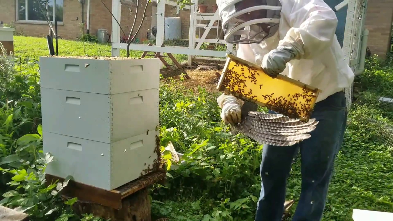 Beekeeping: First year package with over 100 lbs of honey - YouTube