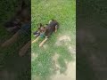 the jerman Shepard dog 🐕🐕🐕 cute 🥰🥰 puppy like share subscribe Karo guy's