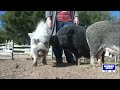 Local pig rescue accepting donations of leftover pumpkins