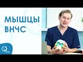Мышцы височно - нижнечелюстного сустава (видео с картинками)  | врач Юрий Милутка