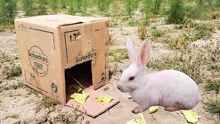 Unbelievable Rabbit Trap with Cardboard Box | Amazing Rabbit Trap | Best Trap Video 2021 ||