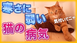 猫の寒いサインを見逃すと病気になります