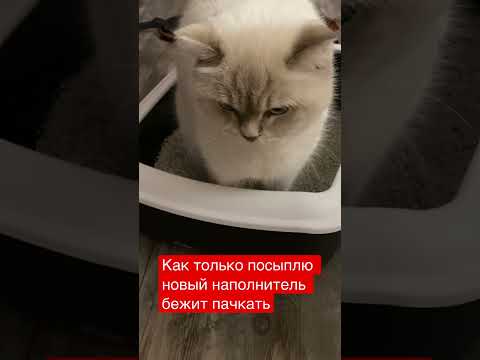 #shorts #short #shortvideo #shortsvideo #cat #relaxing #india #cats #shortsfeed #кошка #котик
