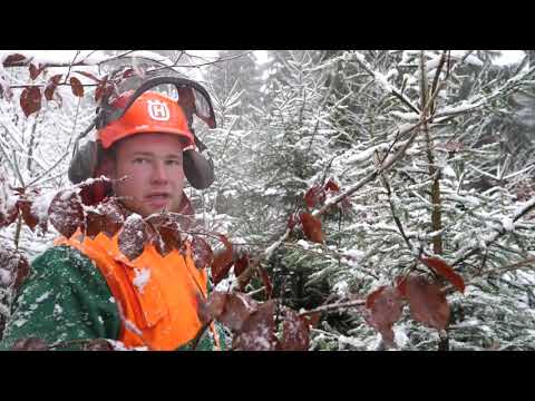 Video: Proč Nemůžete Na Nový Rok řezat Vánoční Stromky V Lese