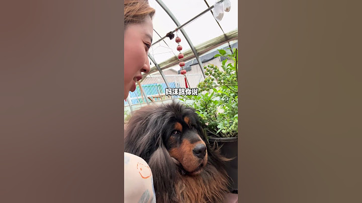 又到了开始守菜园的日子了【藏獒加布】 #dog #pets #加布 #萌宠 #藏獒 #宠物 #狗狗 #可爱 #shorts