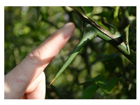 El naranjo espinoso o trifoliado (Poncirus trifoliata)