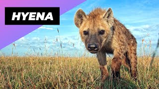 Hyena  One Of The Cutest But Dangerous Animals In The World #shorts