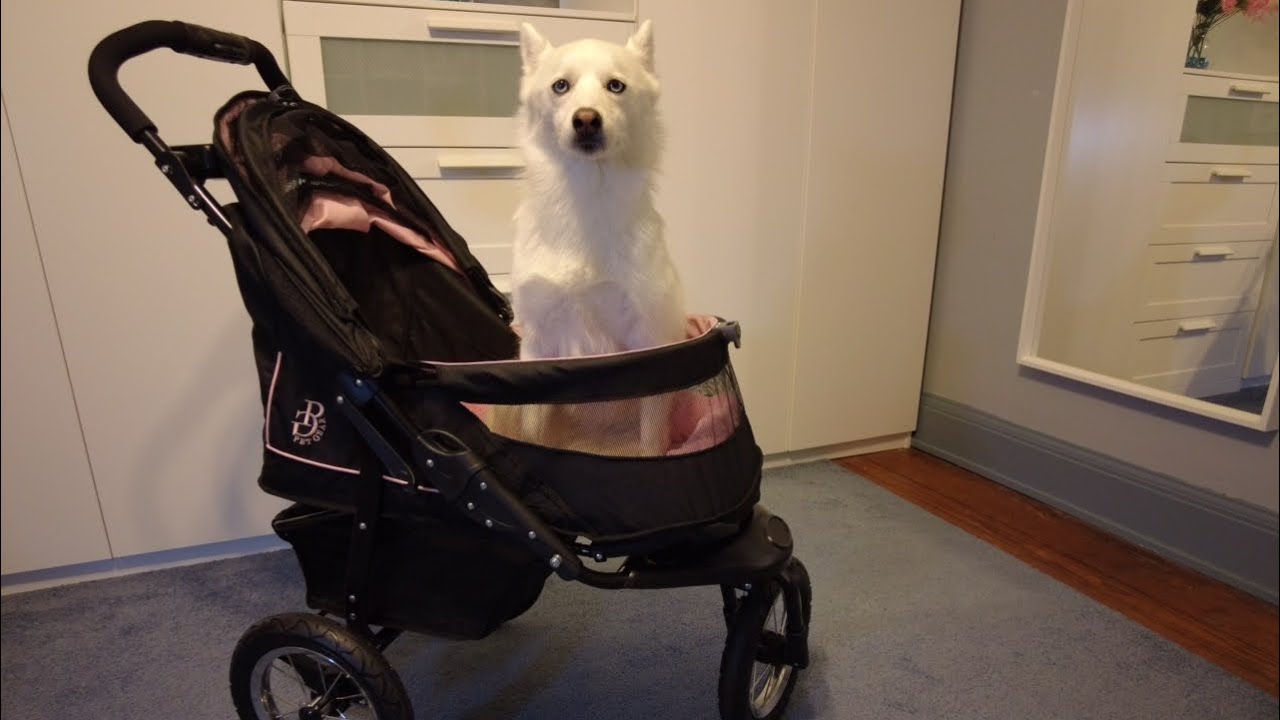 The Best Dog Stroller YouTube