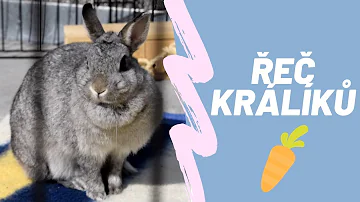 Co je potřeba vědět před rozmnožováním králíků?