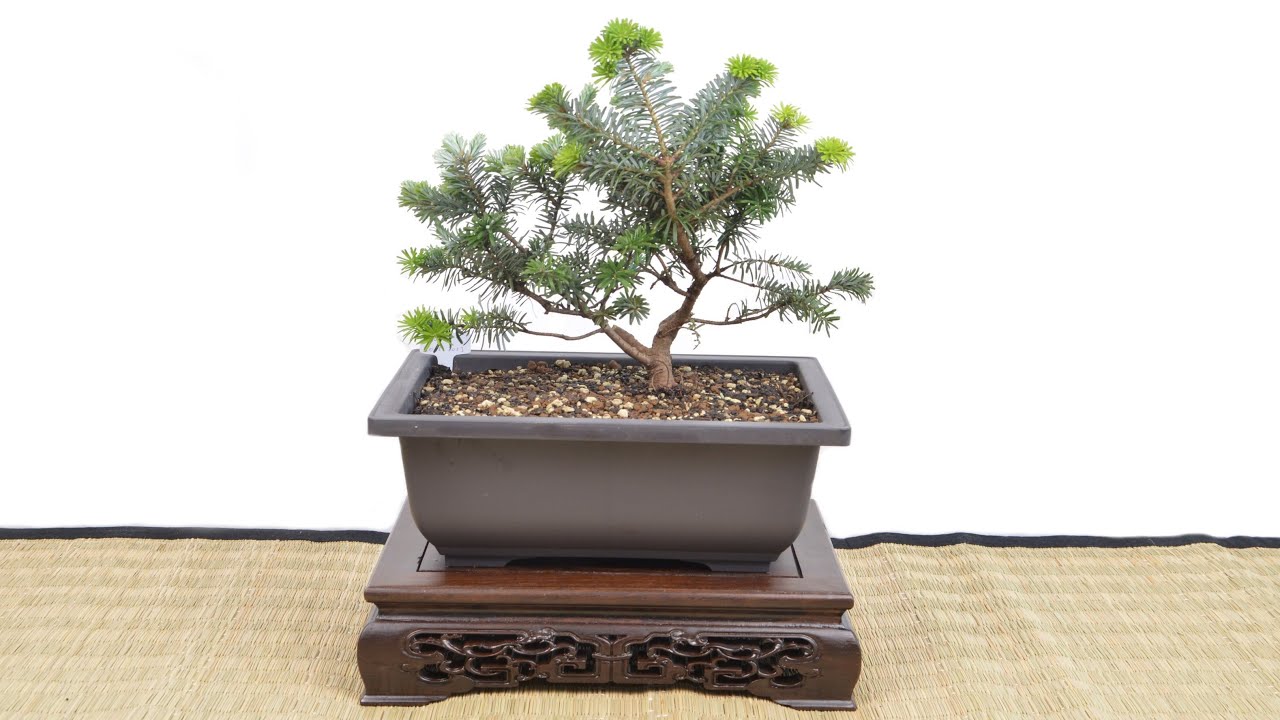 yixing bonsai 20.8