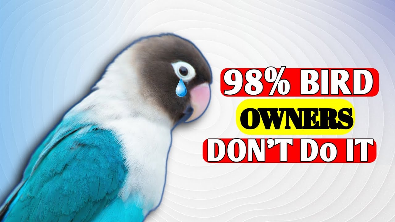 10 вещей, которые любят птицы, но которые 98% владельцев НИКОГДА не делают | Завоевывайте доверие...