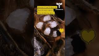 Bees Have Wax Producing Glands In Their Abdomen