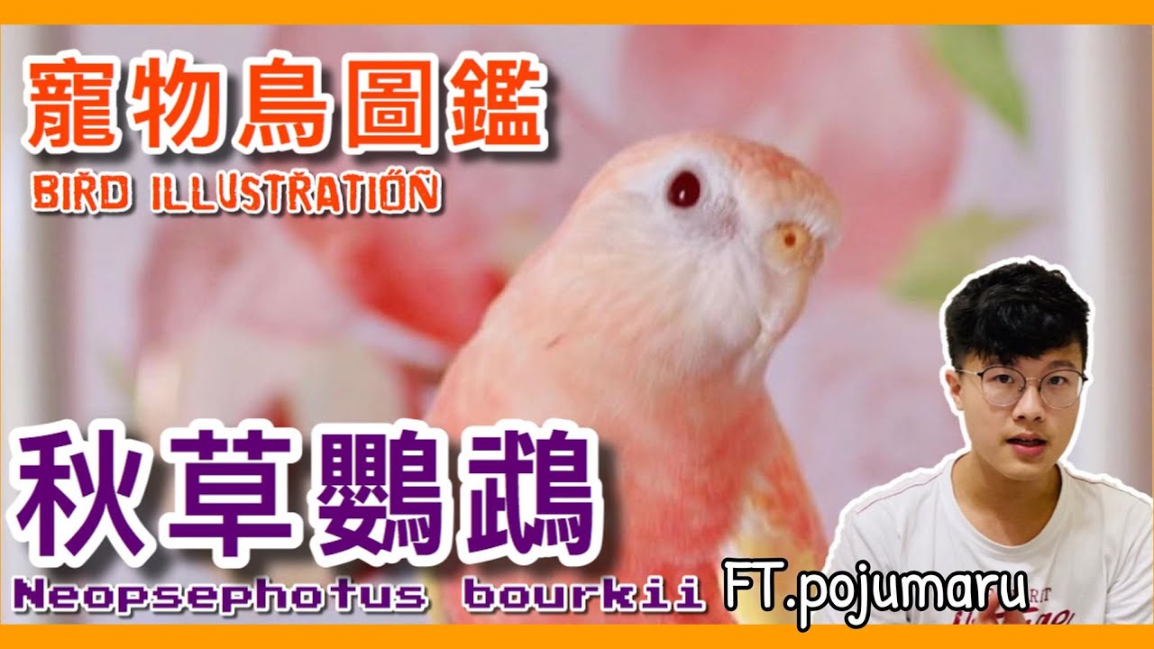 葵花鳳頭鸚鵡大聲公 揭開巴丹鸚鵡走私秘密 Cockatoo Illustrated Book 鸚鵡小木屋 寵物鳥圖鑑ep7 上 Youtube