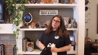 How To Groom Your Dog at Home (Springer Spaniel)