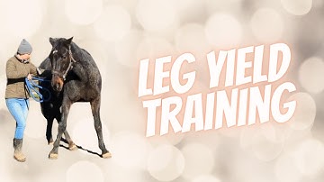 Teach Leg Yield with Clicker Training