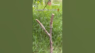 Easy tube tree grafting method #easy #tree #grafting #hack