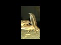 CRICKETS  MATING ~ watch the female mount the male ~ filmed by Eveline