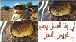 العسل الحر الطبيعي تربية النحل للمبتدئين بطريقة تقليدية مع الدكالي نسيب لالة حادة