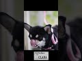 ブラックタンがキュートなチワワ A Chihuahua with cute eyebrows　#shorts