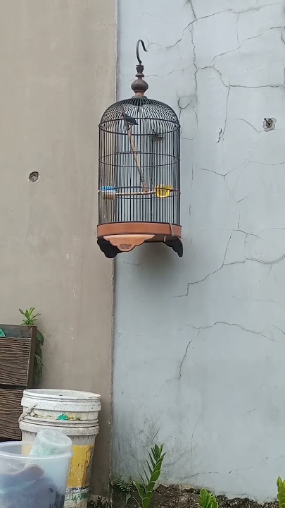 Burung rambatan paruh merah #kicaumania #masteranmuraibatu #rambatangacor #rambatan