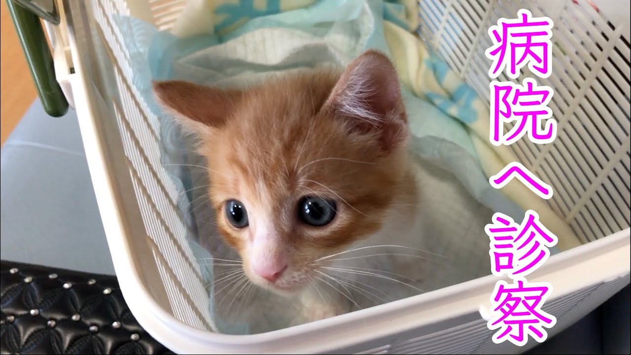 保護猫 子猫の診察で病院へ行きました 保護子猫 Youtube