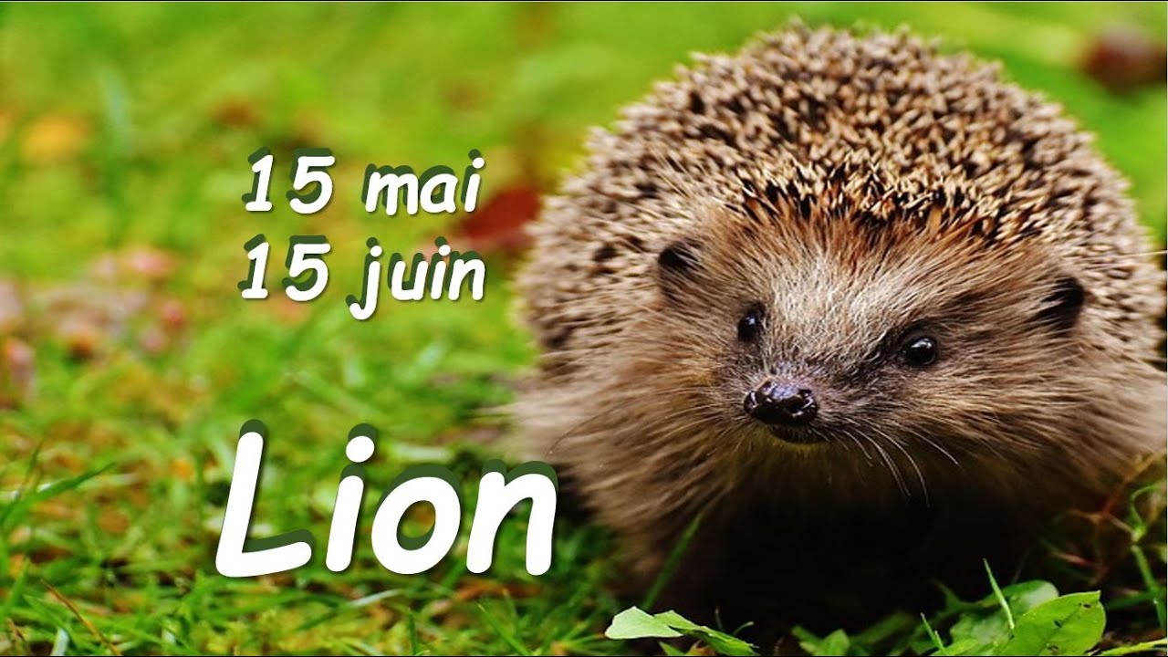 ♌️ LION Mise à niveau énergétique, nouvelle façon d'être : regardez la lumière - 15 mai-15 juin 2023