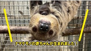 那須どうぶつ王国でナマケモノの赤ちゃんが誕生しました！