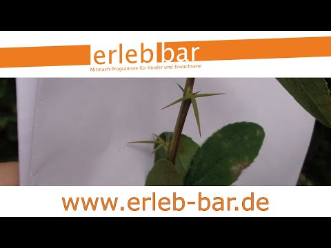 Video: Hat Berberitze Dornen?