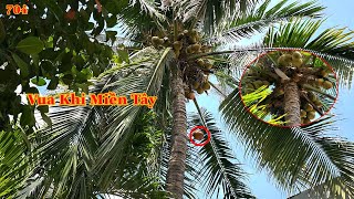 Vua Khỉ Miền Tây đến Nhà thờ Giáo xứ Phú Bình để cưa cây Dừa như thế nào ? Cutting coconut tree .