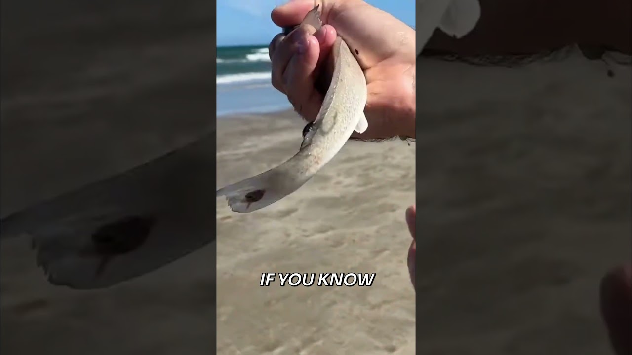 I’ve Never Seen This on a Fish Before!