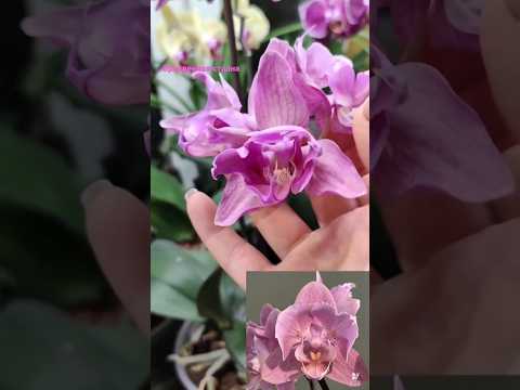 Video: Blomsterplanter i regnhage – Hvordan fylle en regnhage med blomster