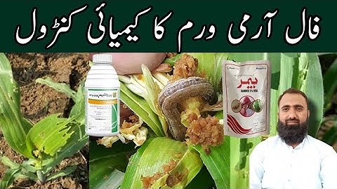 How to Control Fall Armyworm in Maize | Fall Armyworm Chemical Control | Bilal Kanju Official