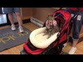 Flash the therapy cat Flash the therapy cat