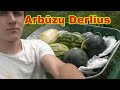 Arbūzų derliaus nuėmimas| Rezultatai