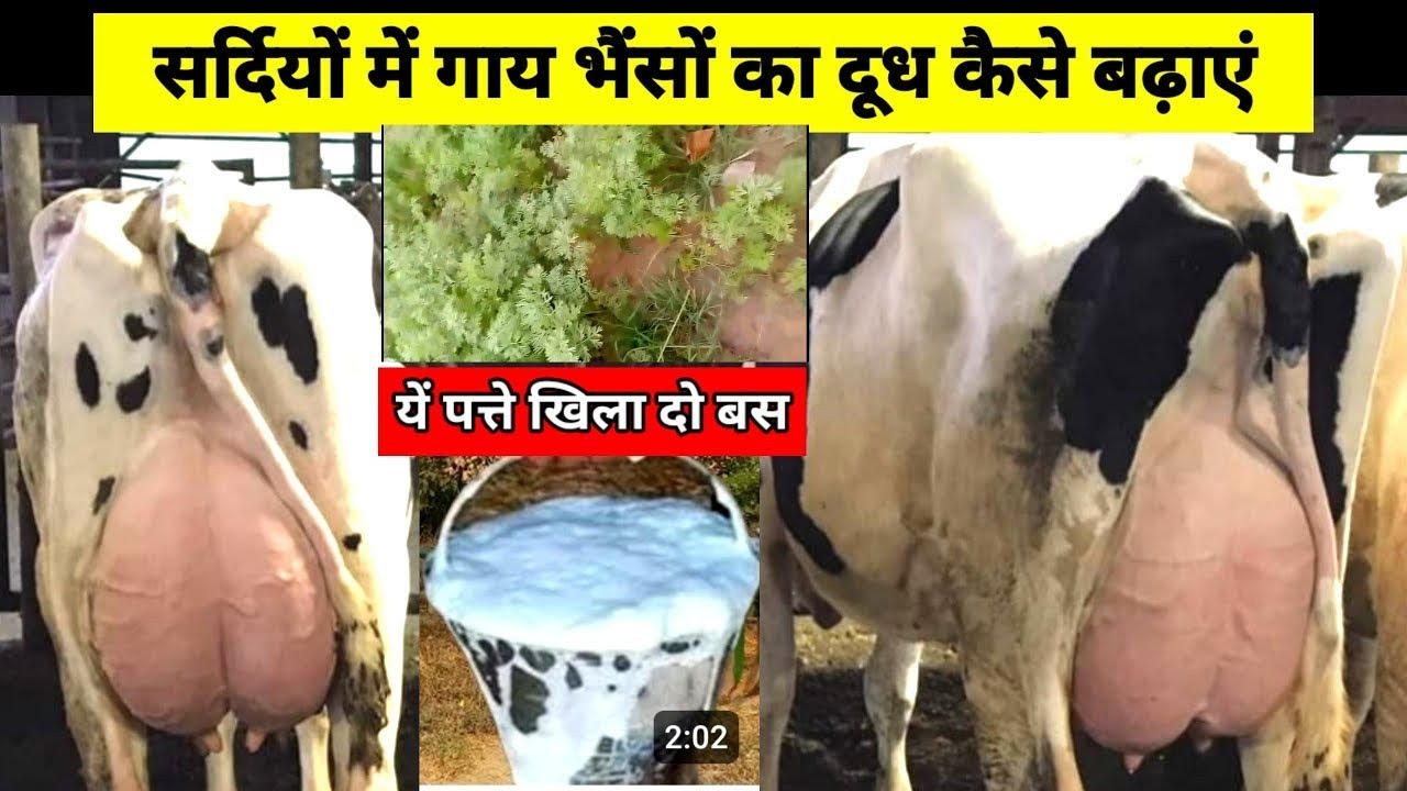 how-to-increase-milk-in-winter