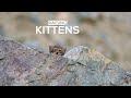 How pallass cats raise kittens in ladakhs changing landscape