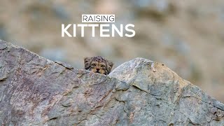 How Pallas's Cats Raise Kittens in Ladakh's Changing Landscape