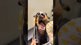 Happy dog😂🤣#dog #funny #music #usa #fyp