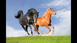 Два коня...