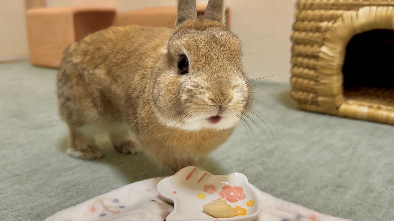 パイナップルを食べるウサギさんの笑顔が可愛すぎました - YouTube
